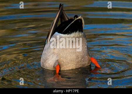 Duck's bottom showing while feeding with head under water in pond Stock ...