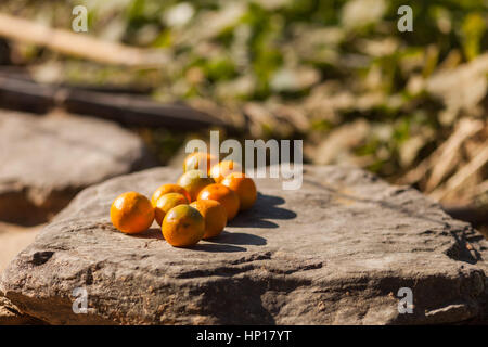 Freshly picked oranges in the sun on a rock, picked from an Orange (Citrus × sinensis) tree in the Himalayan foothills, Taplejung region, Nepal Stock Photo