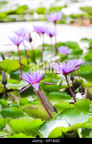 Purple lotus flower or water lily flower in the pond Stock Photo