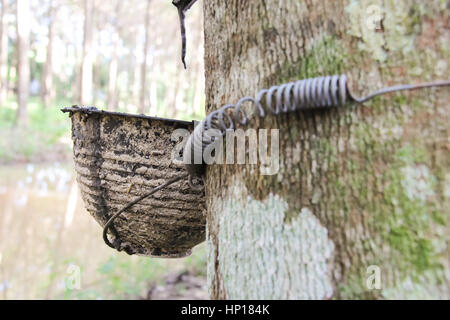 Cup for rubber latex in the rubber tree plantation in Thailand Stock Photo