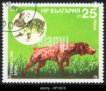 A postage stamp printed in Bulgaria  shows  a German Shorthaired Pointer and  hare,  from series Breeds of hunting dogs, circa 1985 Stock Photo