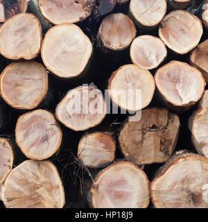 stack of beech logs in closeup on square picture Stock Photo