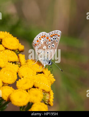 Common Blue nectaring on Tansy flowers. Hurst Park, West Molesey, Surrey, UK. Stock Photo