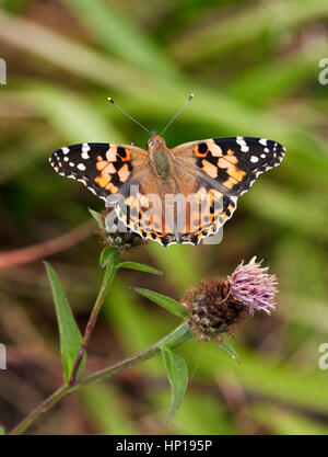 Painted Lady nectaring on Knapweed. Hurst Park, West Molesey, Surrey, UK. Stock Photo