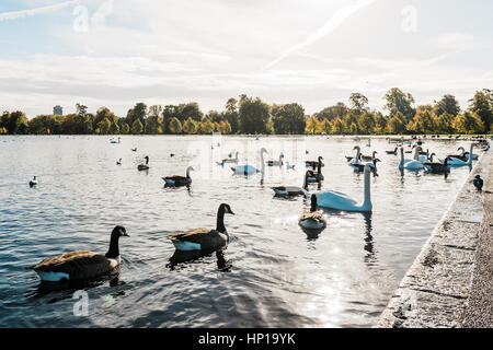Swans, ducks, seagulls and gooses in London Stock Photo