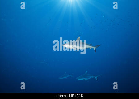 Whitetip sharks floating in deep water blue with sunrays Stock Photo