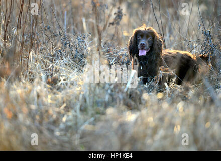 Ripe, East Sussex, UK. 17th February 2017. UK Weather. A cocker spaniel enjoys warm evening sun after a beautiful day in East Sussex, UK. Credit: Peter Cripps/Alamy Live News Stock Photo