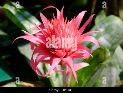 Blooming Aechmea fasciata (Silver vase or Urn plant) is a species of flowering plant in the bromeliad family Stock Photo