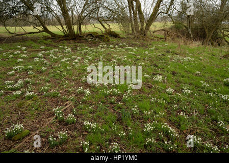 Snowdrop, Galanthus nivalis in a Glade near Llangorse Lake Stock Photo