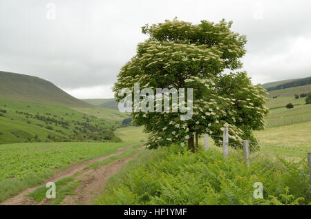 Elder, Sambucus nigra as a Solitary Tree Stock Photo