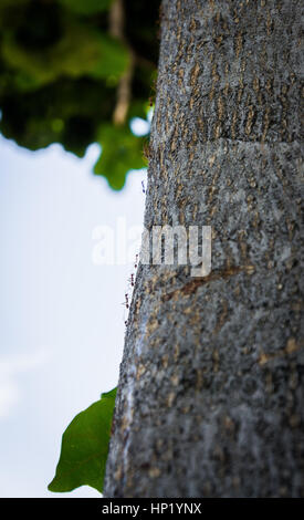 black ants crawling on a tree trunk.