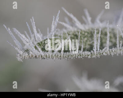 closeup of a frozen leaf of salvia Stock Photo