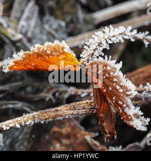 closeup of a frozen leaf of strawberry Stock Photo