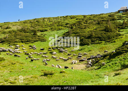 A herd of sheep on alpine meadows in Carpathians Stock Photo