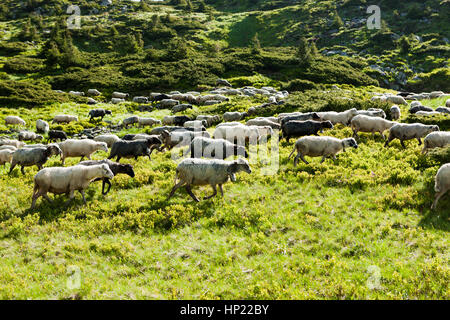 A herd of sheep on alpine meadows in Carpathians Stock Photo