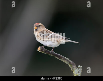 Redpoll on a branch,winter,January 2017 Stock Photo