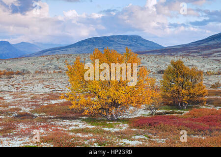 European white birches / downy birch / moor birch (Betula pubescens / Betula alba) on the tundra in autumn, Rondane National Park, Dovre, Norway Stock Photo