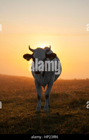 Holstein Friesian cow in field at sunrise, breed of dairy cattle originating from the Dutch provinces of North Holland and Friesland Stock Photo