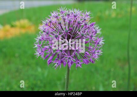 Allium stipitatum 'Violet Beauty' blossom. Elegant, slender stems are topped with somewhat flat-bottomed, dome-shaped clusters of violet flowers. Stock Photo