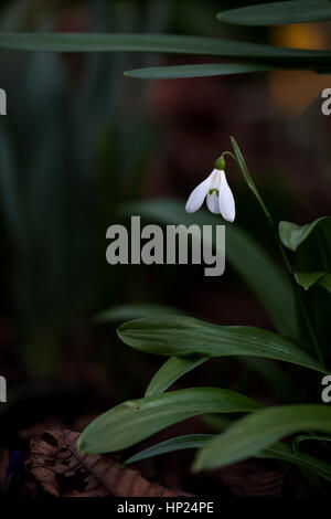 Snowdrops (Galanthus) in full bloom during late winter, early spring, growing in woodland. Stock Photo