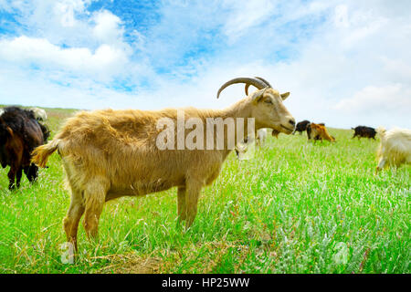 Flock domestic goats grazing on pasture Stock Photo