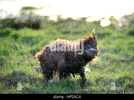 Brown cocker spaniel shaking off water in the sun Stock Photo