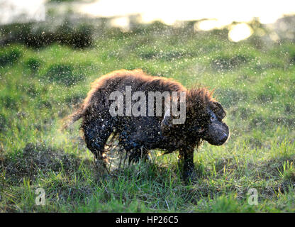 Brown cocker spaniel shaking off water in the sun Stock Photo