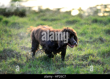 Brown cocker spaniel shaking off water in the sun Stock Photo