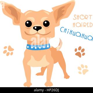 Vector funny shorthaired Chihuahua dog sitting Stock Vector