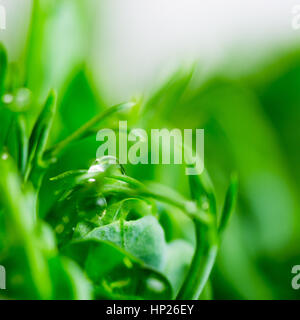 Pea green young tendril plants shoots in growing container, seedlings against light background Stock Photo