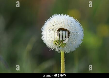 Dewdrops on dandelion in morning light Stock Photo