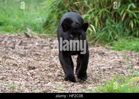 'Goshi' Female Black Jaguar at Chester Zoo, England, UK Stock Photo