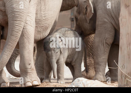 Young Asian Elephant with family members at  Chester Zoo, England, UK Stock Photo