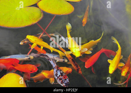 Exotic fish in a garden fish pond with equatic plants and lily pads Stock Photo