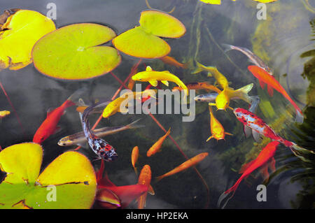 Exotic fish in a garden fish pond with equatic plants and lily pads Stock Photo