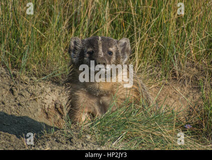 An American Badger on the Plains of Colorado Stock Photo