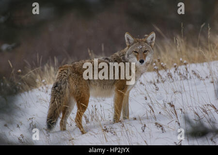 A Beautiful Coyote in a Snowstorm in Winter Stock Photo