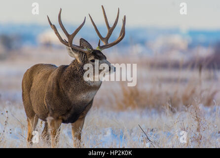 Massive Mule Deer Buck on a Snowy Morning in Colorado Stock Photo