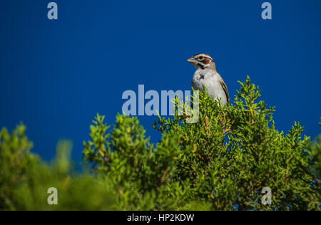 A Pretty Lark Sparrow Perched on a Treetop Stock Photo