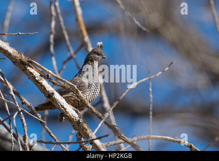 A Scaled Quail Perched in a Tree Stock Photo