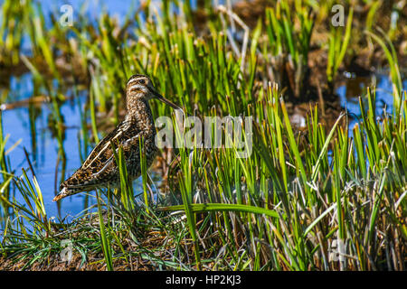 A (Common) Wilson's Snipe in a Marshy Area Stock Photo