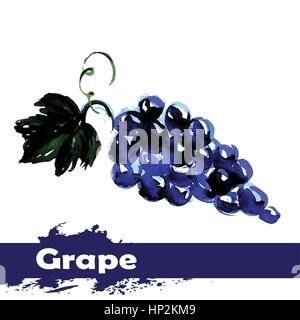Hand drawn watercolor painting on white background. Vector illustration of fruit grapes Stock Vector
