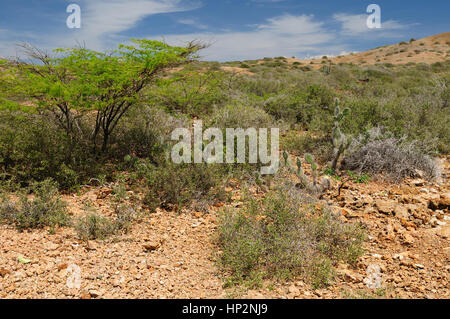 Colombia, wild coastal desert of Penisula la Guajira near  the Cabo de la Vela resort. The picture present bushes Stock Photo
