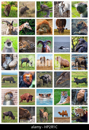 Collage made of set including 35 different animals Stock Photo