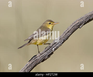 Melodious Warbler - Hippolais polyglotta Stock Photo