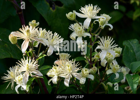 Traveller's Joy (aka Old Man's Beard) Clematis vitalba) Stock Photo