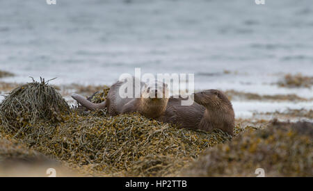 Otter cubs (Lutra lutra) on kelp Stock Photo - Alamy