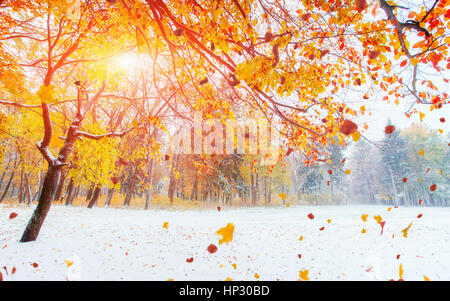 October mountain beech forest with first winter snow. Stock Photo