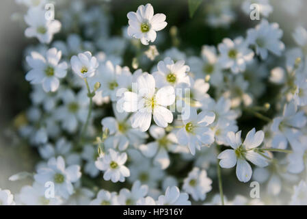 Meadow chickweed, Cerastium arvense Stock Photo