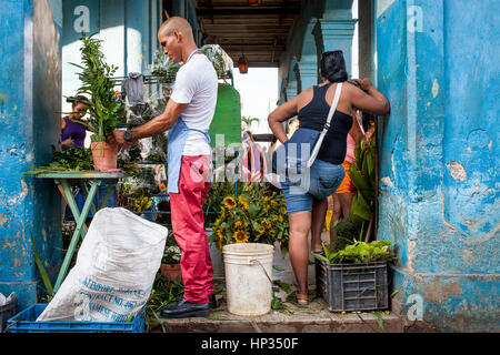 Florist male preparing flowers in flower shop, Habana Vieja district, La Habana, Cuba Stock Photo